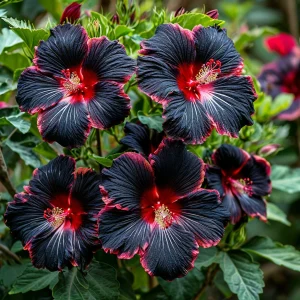 Гибискус садовый Файер Дэнсер купить по цене от 450р. в интернет-магазине «Посадика» с доставкой почтой в в Высоцке и по всей России – [изображение №1].