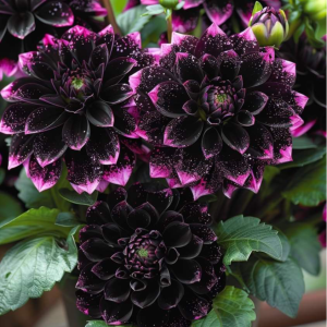 Георгин Лаванда Лейс купить по цене от 679р. в интернет-магазине «Посадика» с доставкой почтой в в Высоцке и по всей России – [изображение №1].