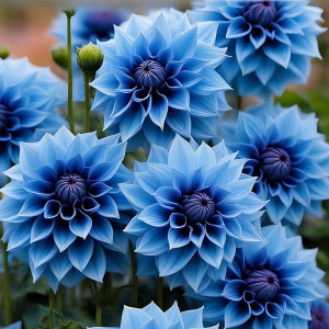 Георгин Вижапе купить по цене от 699р. в интернет-магазине «Посадика» с доставкой почтой в в Высоцке и по всей России – [изображение №1].