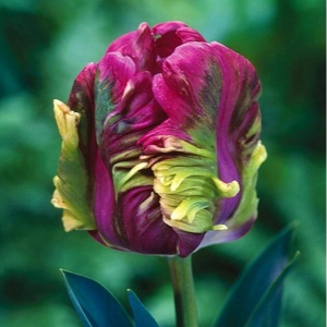 Тюльпан Экзотик Хэвен купить по цене от 186р. в интернет-магазине «Посадика» с доставкой почтой в в Высоцке и по всей России – [изображение №1].