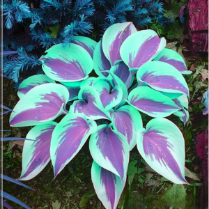 Хоста Висперин Бьюти купить по цене от 379р. в интернет-магазине «Посадика» с доставкой почтой в в Высоцке и по всей России – [изображение №1].