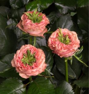 Роза Амбер Инчант купить по цене от 495р. в интернет-магазине «Посадика» с доставкой почтой в в Высоцке и по всей России – [изображение №1].