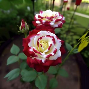 Роза Роял Глом купить по цене от 401р. в интернет-магазине «Посадика» с доставкой почтой в в Высоцке и по всей России – [изображение №1].